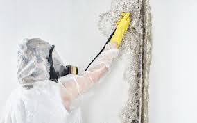 Best Biohazard Mold Removal  in Pahala, HI